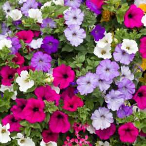 Petunia Mixed Flower Seeds (Each Pack Had 15,20 Seeds)