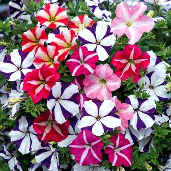 Petunia Star Mixed Flower Seeds (Each Pack Had 15,20 Seeds)