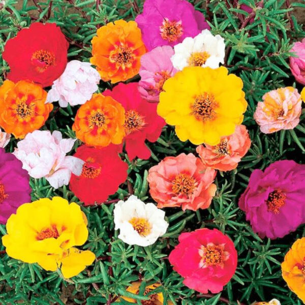 Portulaca Mixed Seeds (Each Pack Had 15,20 Seeds)