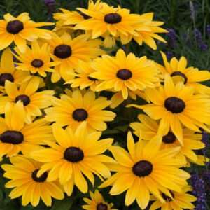 Rudbeckia Backy Mixed Seeds (Each Pack Had 15,20 Seeds)