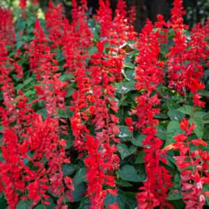Salvia Red Seeds (Each Pack Had 15,20 Seeds)