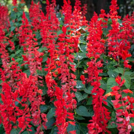 Salvia Red Seeds (Each Pack Had 15,20 Seeds)