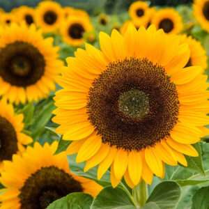 Sun Flower Big Smile Seeds (Each Pack Had 15,20 Seeds)