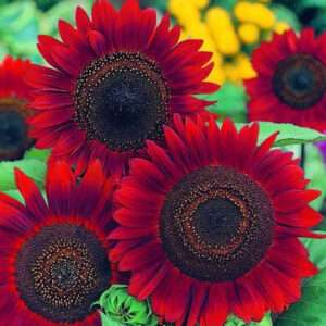 Sun Flower Ring Of Fire Seeds (Each Pack Had 15,20 Seeds)