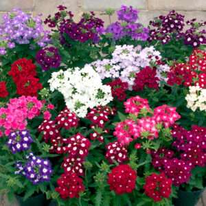 Verbena Mixed Seeds (Each Pack Had 15,20 Seeds)