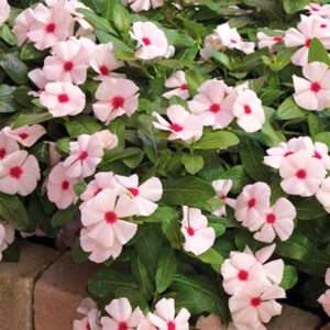 Vinca Dwarf Apricot Flower Seeds (Each Pack Had 15,20 Seeds)