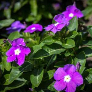 Vinca Dwarf Purple Flower Seeds (Each Pack Had 15,20 Seeds)