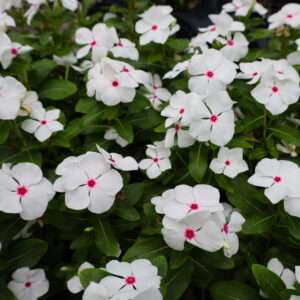 Vinca Dwarf Bright Eye Flower Seeds (Each Pack Had 15,20 Seeds)