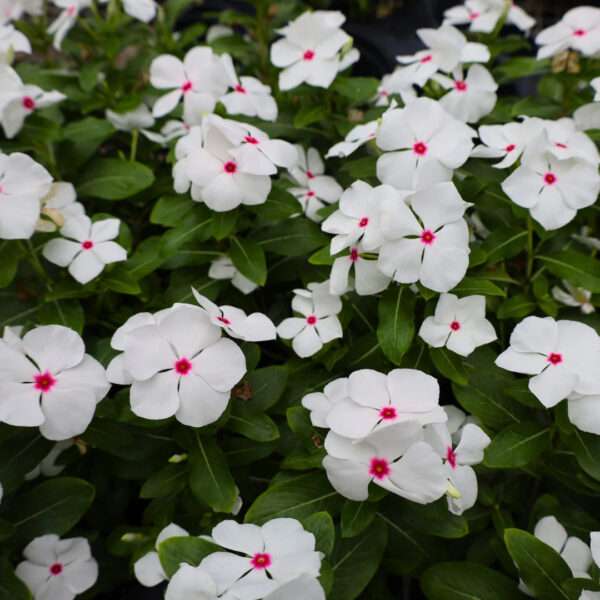 Vinca Dwarf Bright Eye Flower Seeds (Each Pack Had 15,20 Seeds)