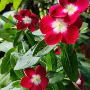 Vinca Dwarf Dark Red Flower Seeds (Each Pack Had 15,20 Seeds)