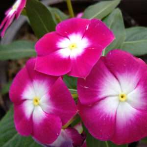 Vinca Dwarf Deep Pink Flower Seeds (Each Pack Had 15,20 Seeds)