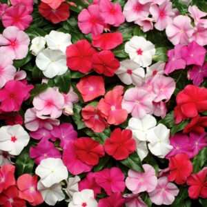 Vinca Pacific Mixed Flower Seeds (Each Pack Had 15,20 Seeds)
