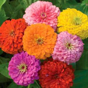 Zinnia Burpee Mixed Seeds (Each Pack Had 15,20 Seeds)