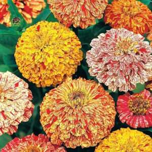 Zinnia Candy Stripe Mixed Seeds (Each Pack Had 15,20 Seeds)