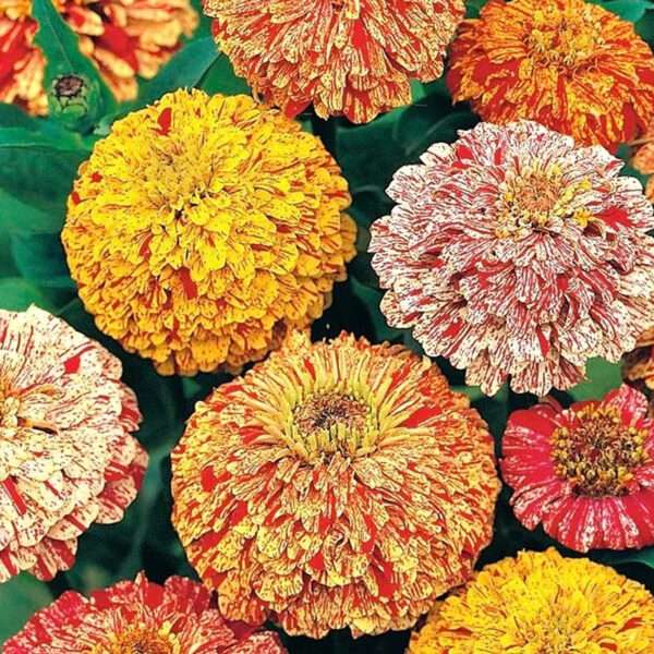 Zinnia Candy Stripe Mixed Seeds (Each Pack Had 15,20 Seeds)