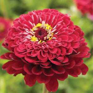 Zinnia Deep Rose Flowerd Scarlet Seeds (Each Pack Had 15,20 Seeds)
