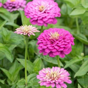 Zinnia Deep Rose Flowerd Scarlet Seeds (Each Pack Had 15,20 Seeds)