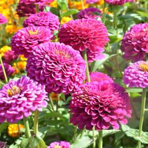 Zinnia Dahlia Flowerd Purpule Seeds (Each Pack Had 15,20 Seeds)