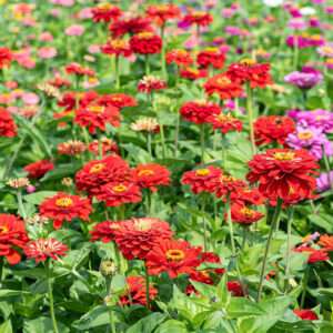 Zinnia Dahlia Flowerd Scarlet Seeds (Each Pack Had 15,20 Seeds)