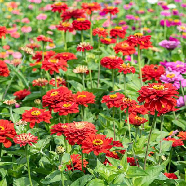 Zinnia Dahlia Flowerd Scarlet Seeds (Each Pack Had 15,20 Seeds)