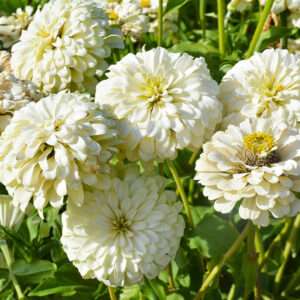 Zinnia Dahlia Flowerd White Seeds (Each Pack Had 15,20 Seeds)