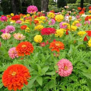 Zinnia Dahlia Flowerd Mixed Seeds (Each Pack Had 15,20 Seeds)