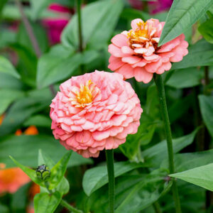Zinnia Elegance Salmon Seeds (Each Pack Had 15,20 Seeds)