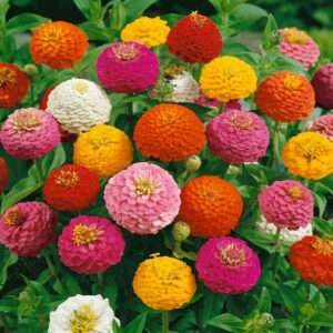 Zinnia Lilliput Mixed Seeds (Each Pack Had 15,20 Seeds)