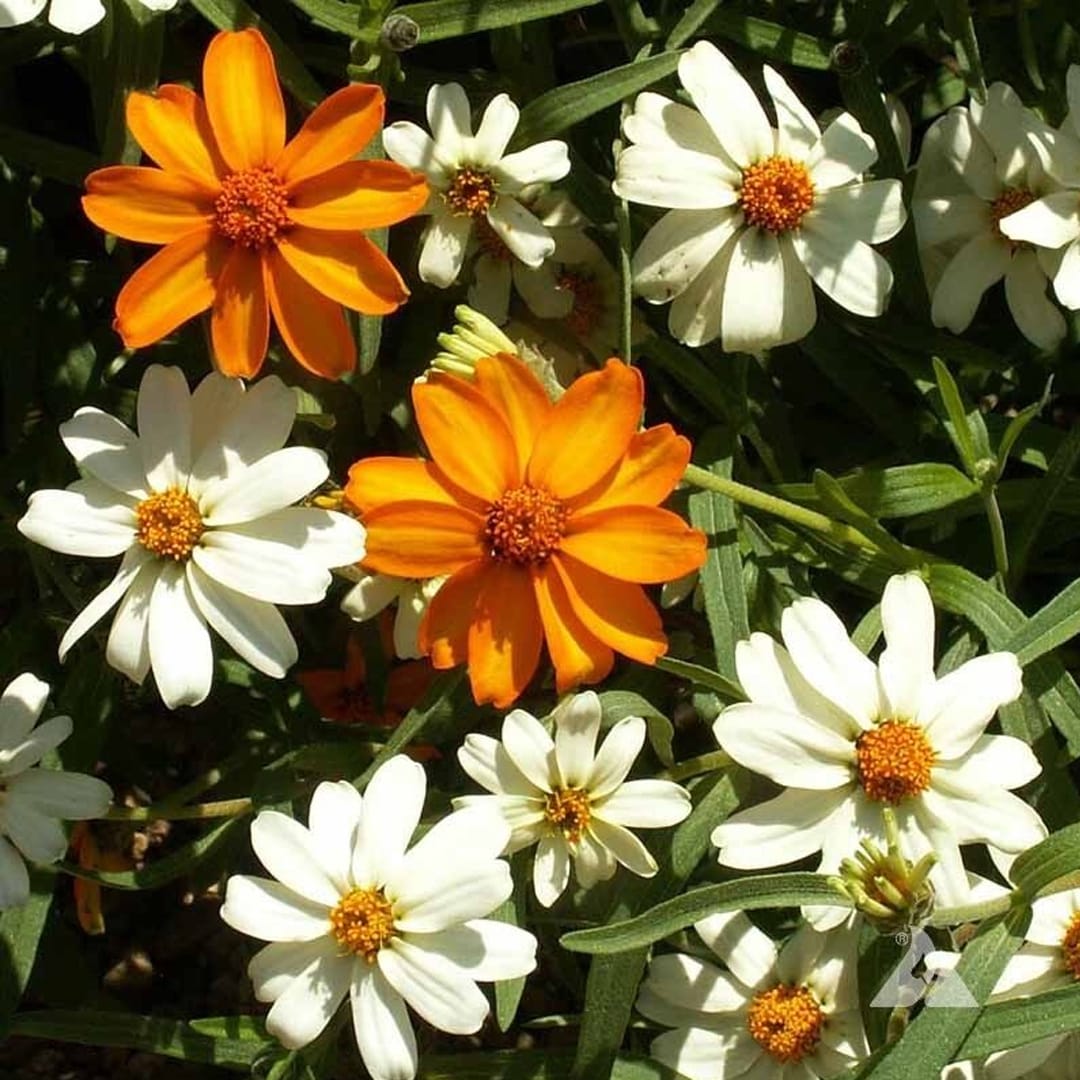zinnia linearis mixed Zinnia Linearis Mixed Seeds (Each Pack Had 15,20 Seeds) - Image 1