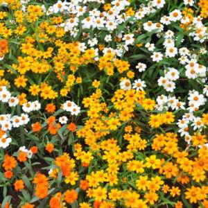 Zinnia Linearis Mixed Seeds (Each Pack Had 15,20 Seeds)