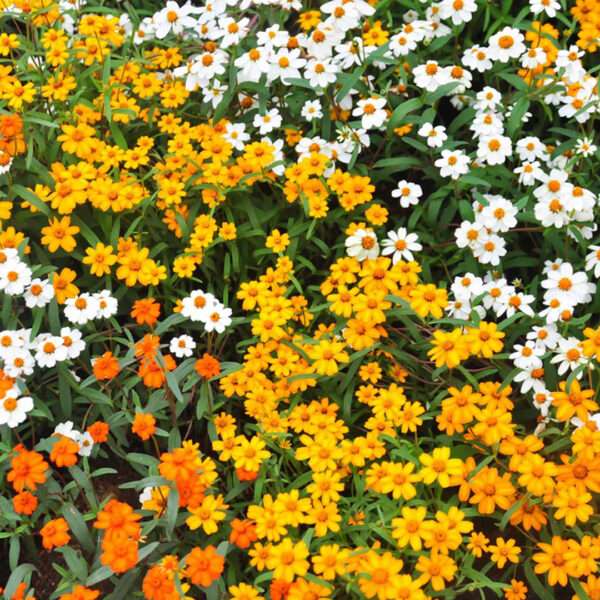 Zinnia Linearis Mixed Seeds (Each Pack Had 15,20 Seeds)