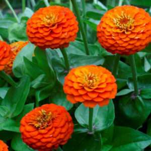 Zinnia Dahlia Flowerd Orange Seeds (Each Pack Had 15,20 Seeds)