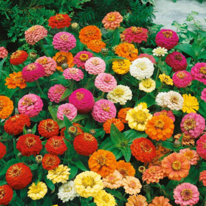 Zinnia Thumbelina Extra Dwarf Mixed Seeds (Each Pack Had 15,20 Seeds)