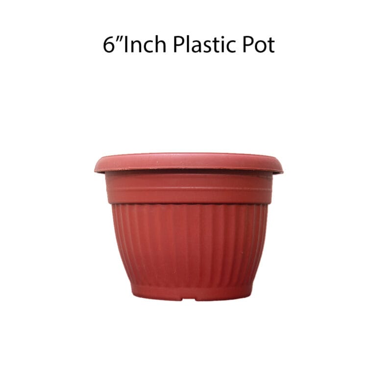 Red pot 6 inch