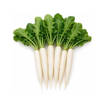 Radish White Mooli Seeds Pack F1 (10-12 seeds in Each Pack)
